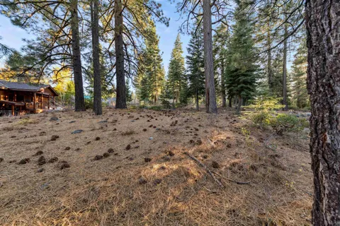 a view of a yard with lots of trees