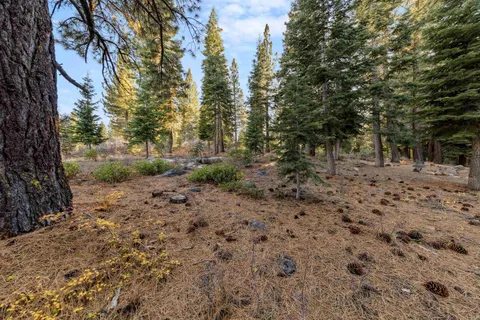 a view of a forest with trees