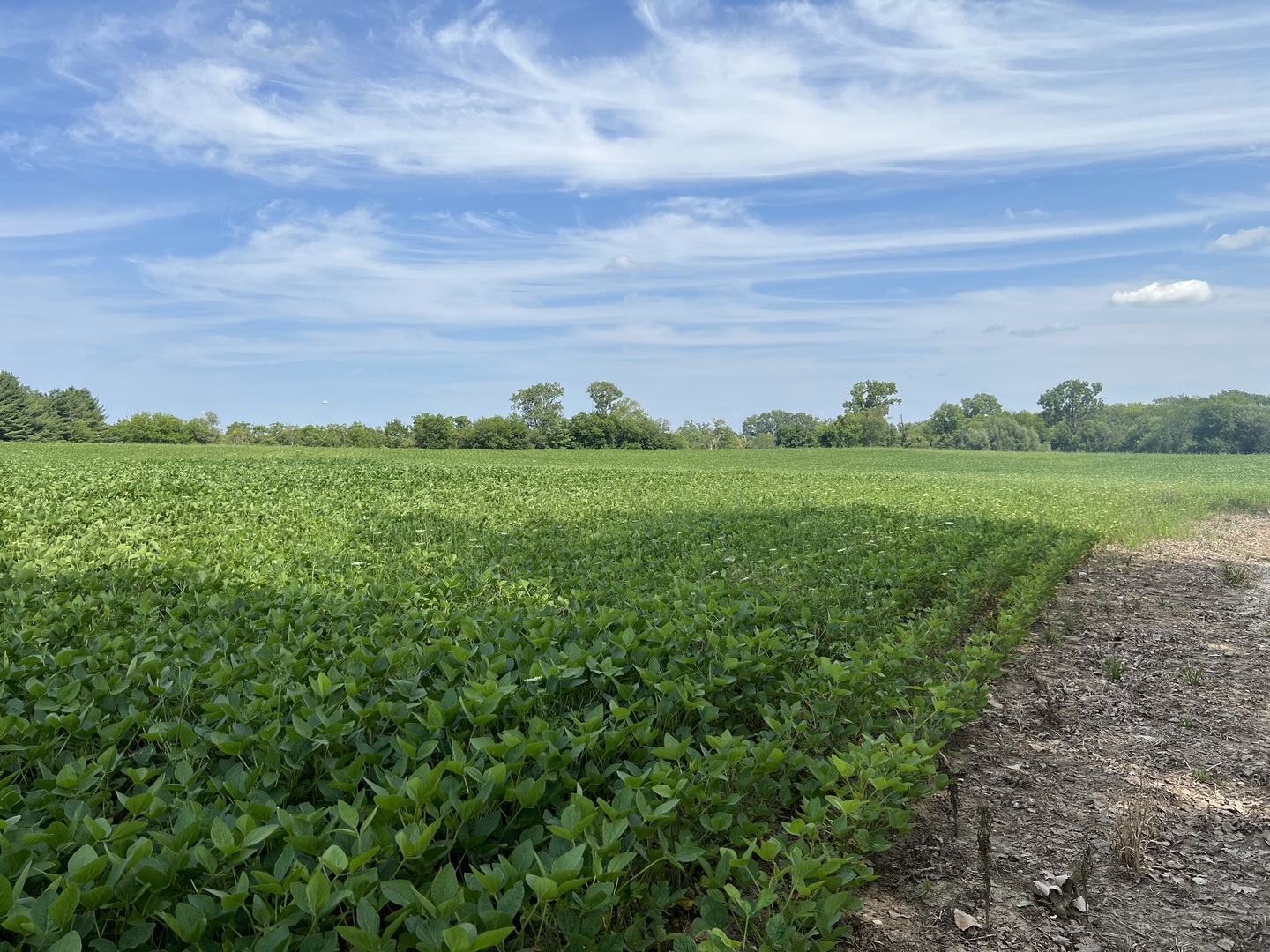 Will Cook Rd Will Cook Rd Highway Mokena, IL 60448 - Photo 7 of 10 a view of a big yard with plants and large trees