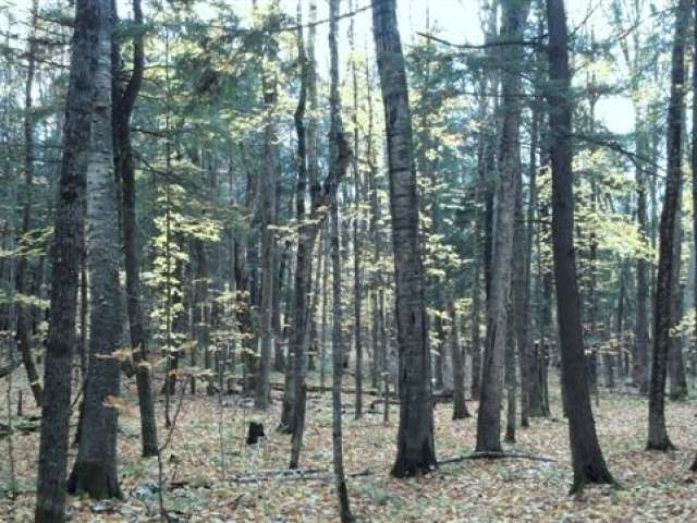 Near Forest Lake Road Land O'Lakes, WI 54540 - Photo 2 of 4 Gallery Image 2