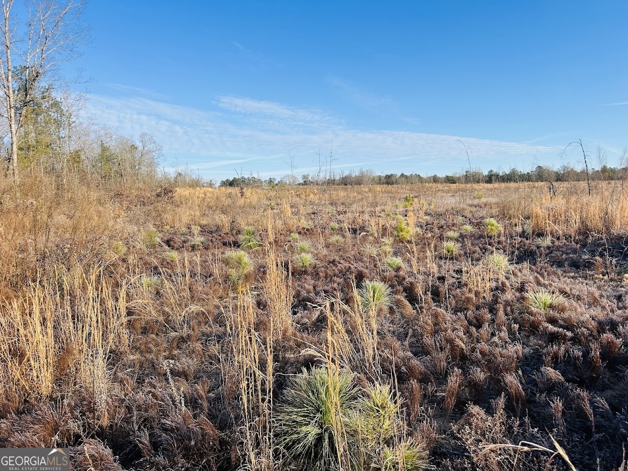 0 Bickley Road, Unit TRACT A Butler, GA 31006 - Photo 12 of 47