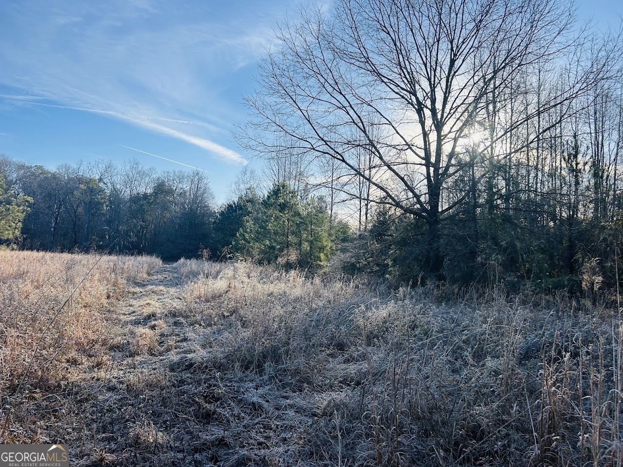 0 Bickley Road, Unit TRACT A Butler, GA 31006 - Photo 25 of 47 a view of a forest filled with trees