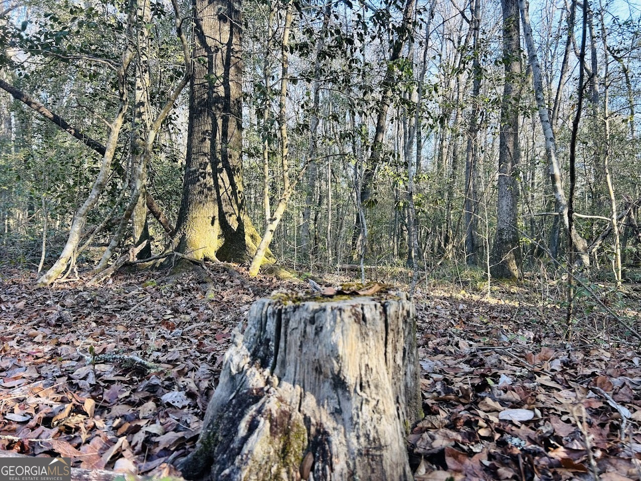 0 Bickley Road, Unit TRACT A Butler, GA 31006 - Photo 30 of 47 a view of a yard with plants