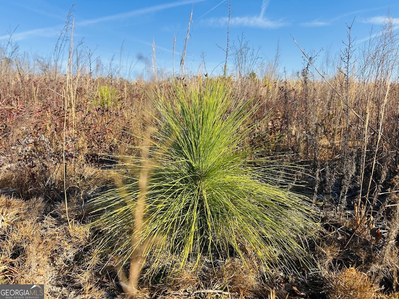 0 Bickley Road, Unit TRACT A Butler, GA 31006 - Photo 39 of 47