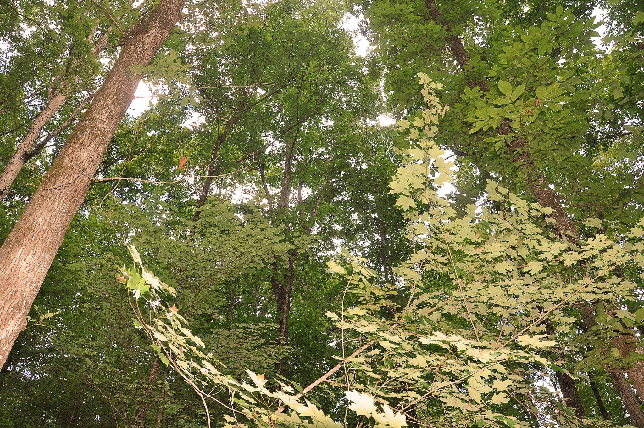 3 Johnston Road McDonald, TN 37353 - Photo 2 of 5 Gallery Image 2