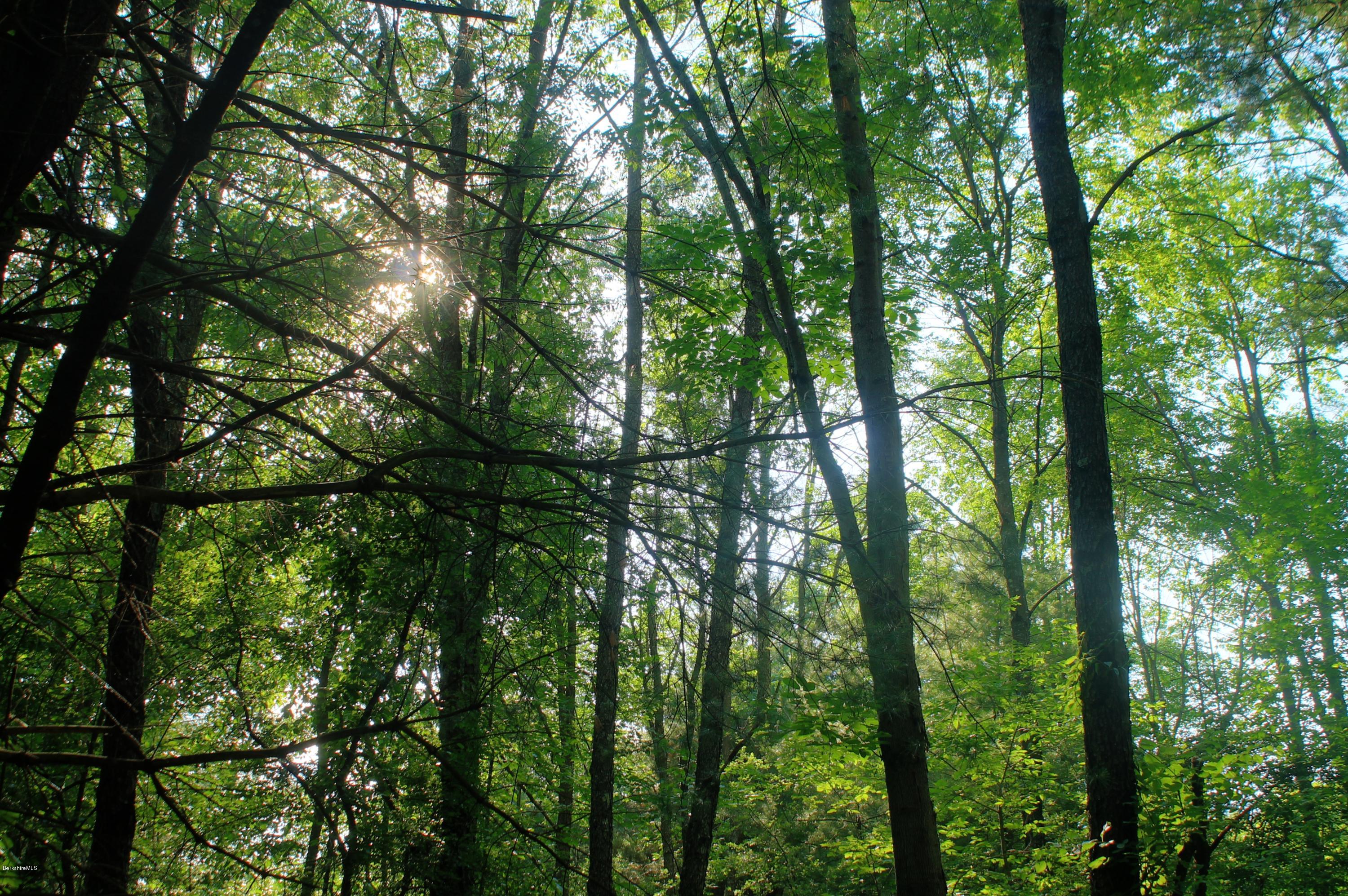 Iron Ore Road West Stockbridge, MA 01266 - Photo 2 of 8 a view of a forest with trees