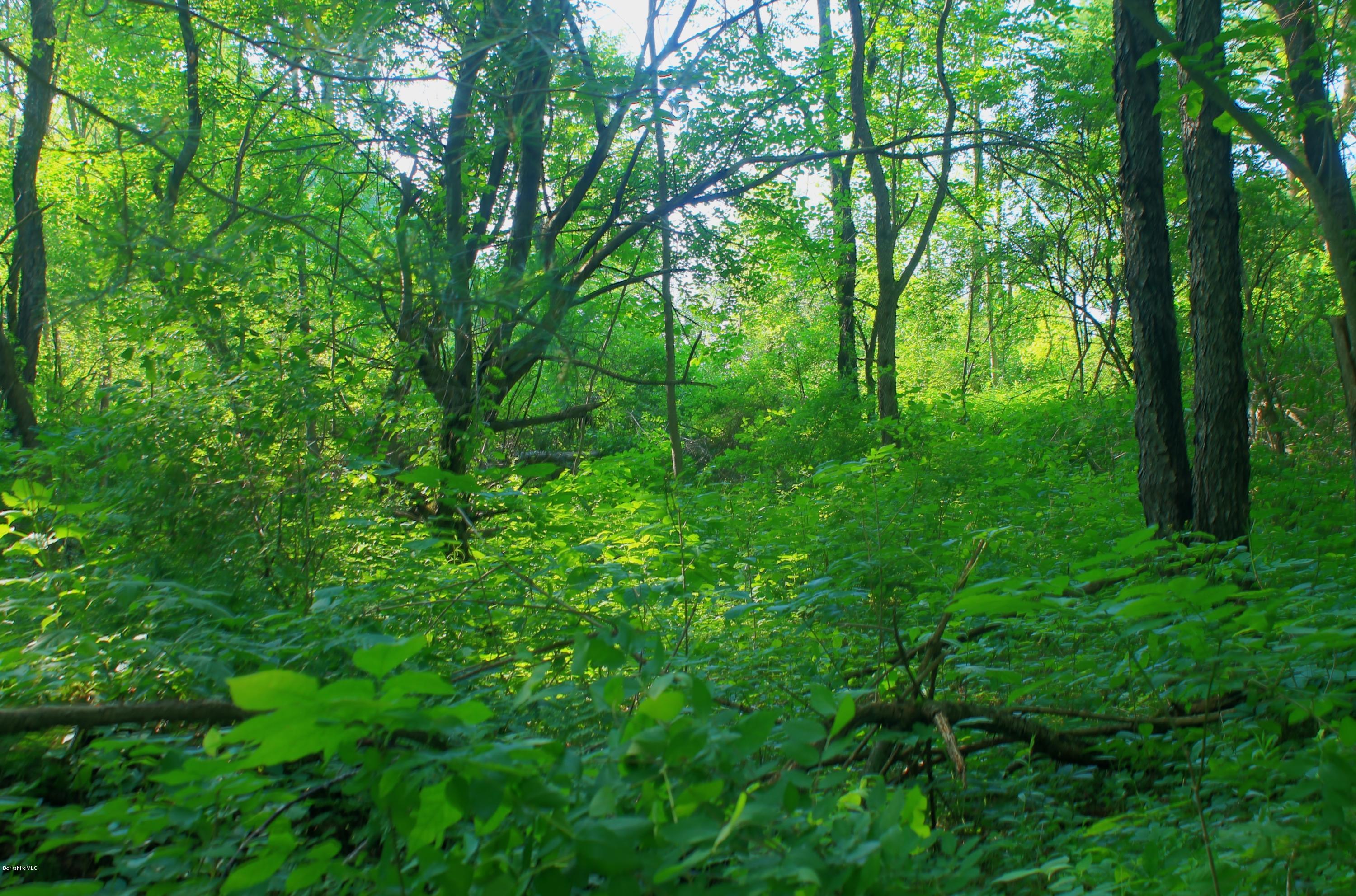 Iron Ore Road West Stockbridge, MA 01266 - Photo 3 of 8 a view of a lush green forest