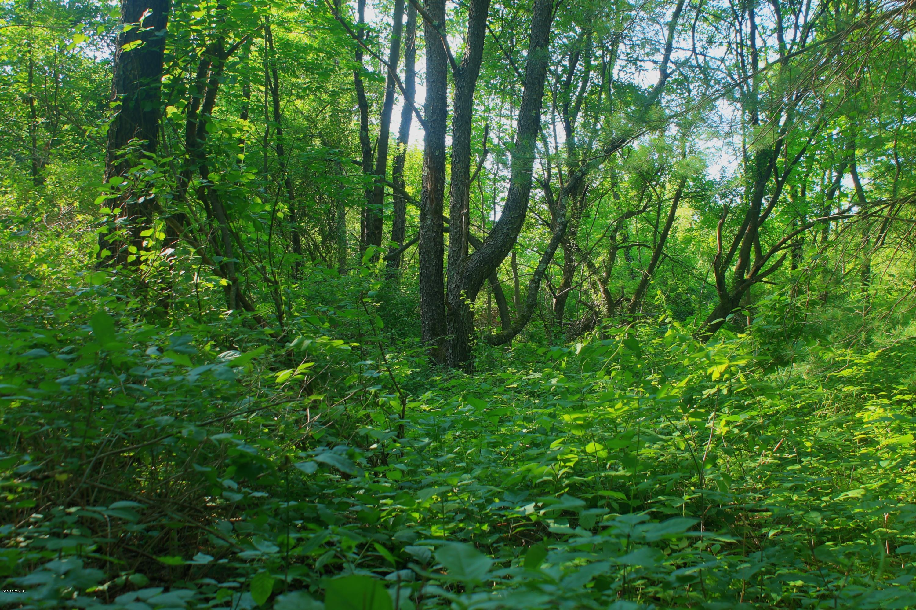 Iron Ore Road West Stockbridge, MA 01266 - Photo 4 of 8 a view of a lush green forest