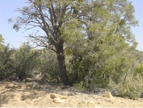 2298 Lichen Ridge Lane Prescott, AZ 86303 - Photo 2 of 7 Additional Photo