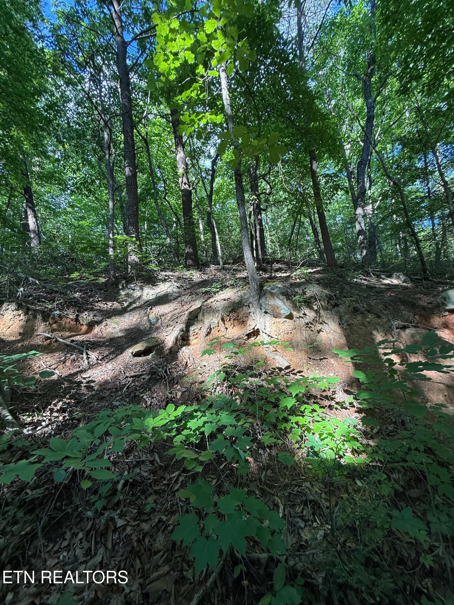 992 Chicken Hollow Road Newport, TN 37821 - Photo 13 of 37 IMG_0111