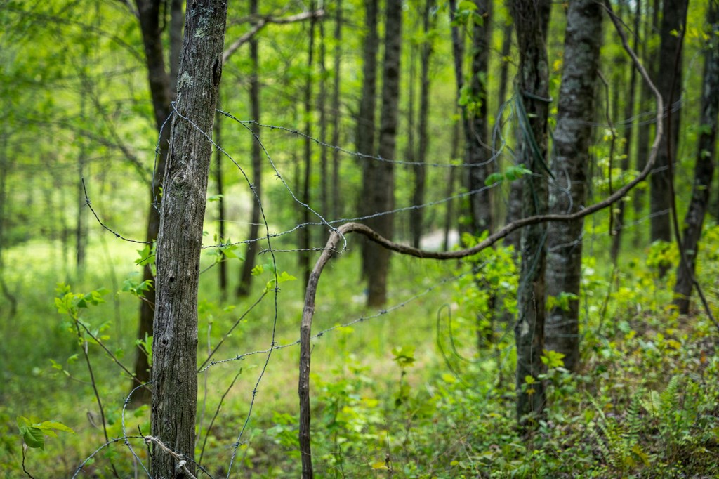 891 Bushy Head Road Cherry Log, GA 30522 - Photo 11 of 23