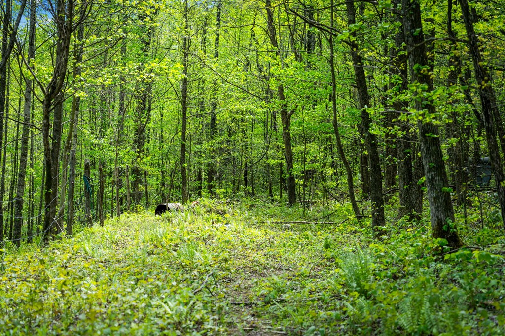 891 Bushy Head Road Cherry Log, GA 30522 - Photo 15 of 23