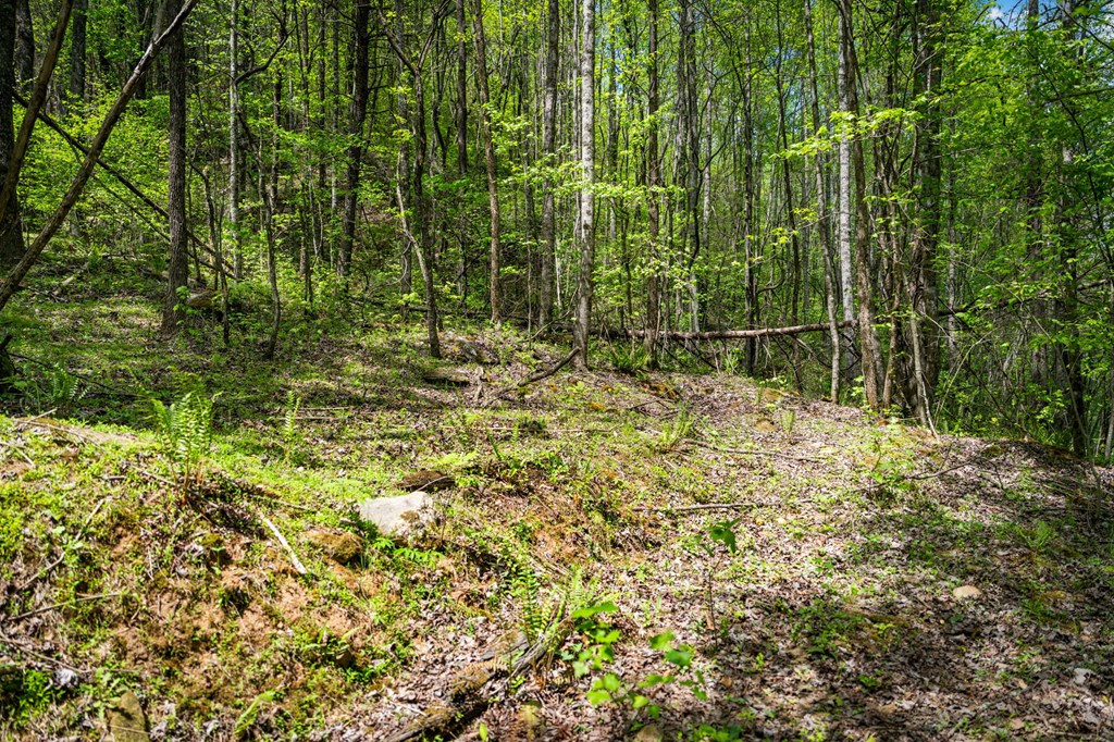 891 Bushy Head Road Cherry Log, GA 30522 - Photo 17 of 23