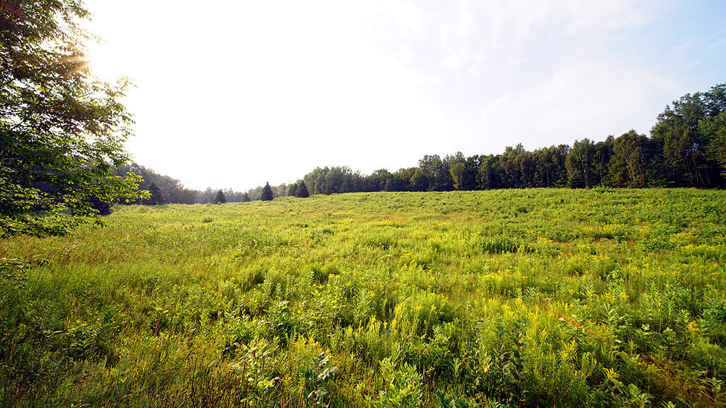 Lot 9-1 New Limerick Road Houlton, ME 04730 - Photo 6 of 40 leisner-maine-land-9