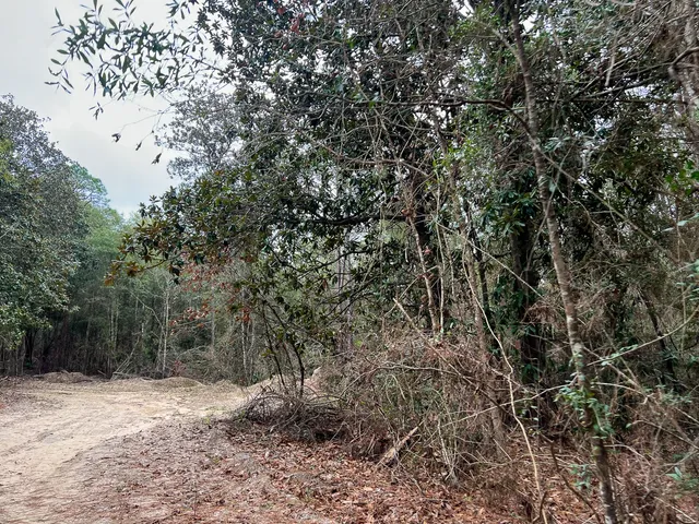 a view of a forest that has large trees