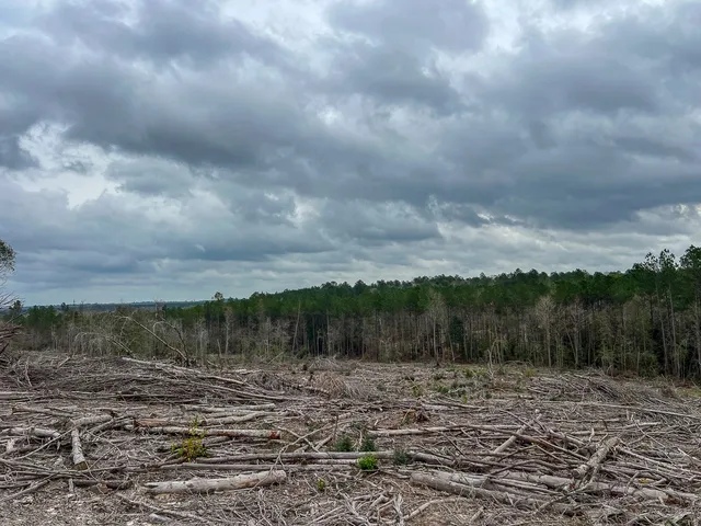 a view of a dry yard with trees