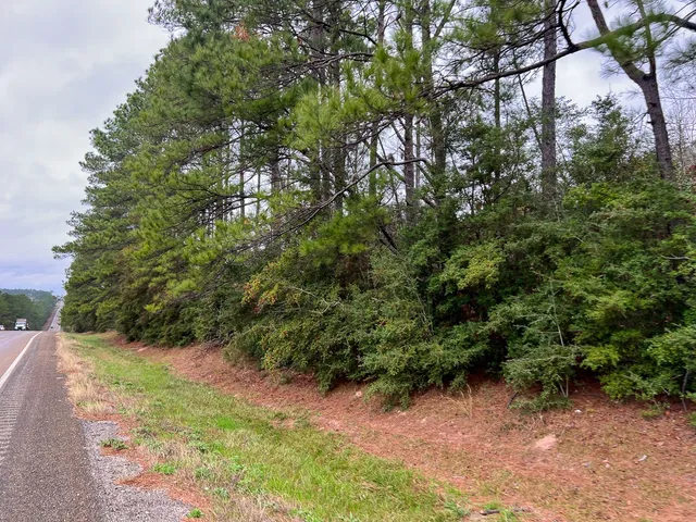 a view of a forest with lots of trees