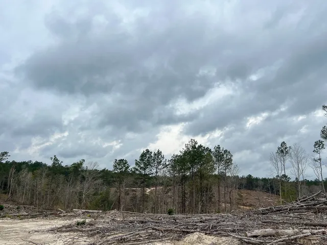 a view of a forest with large trees