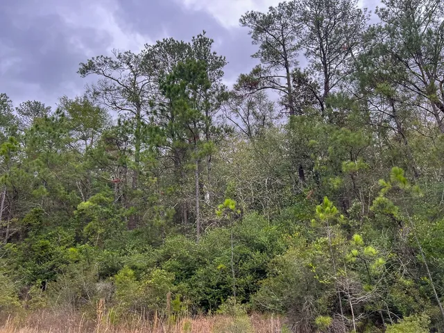a view of a yard with trees