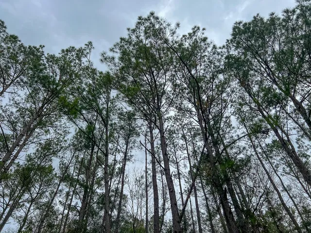 a view of a yard with trees