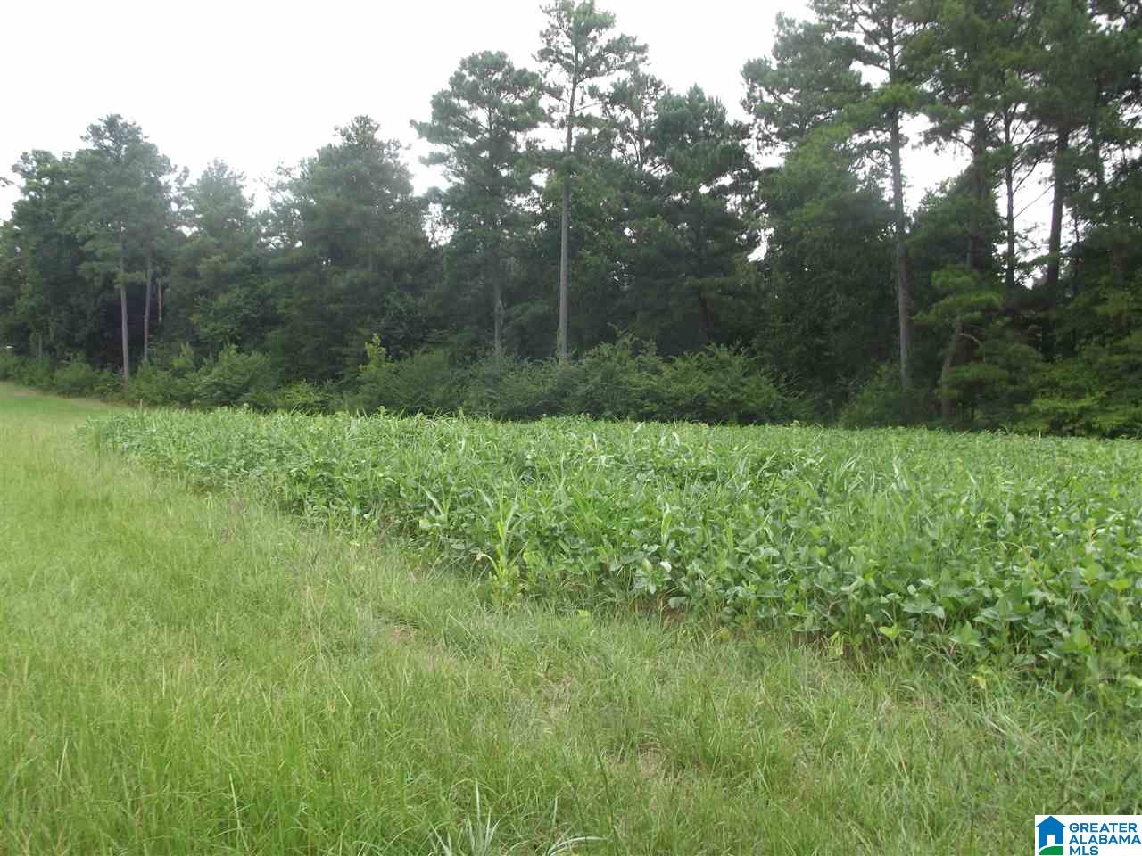 5603 Risers Mill Road, Unit 1 Alpine, AL 35014 - Photo 6 of 11