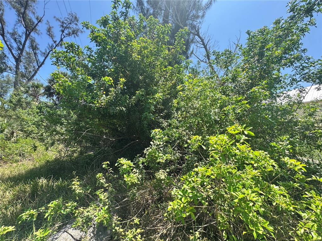 8992 Seagrape Lane Boca Grande, FL 33921 - Photo 12 of 28 a view of a tree