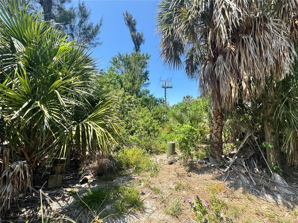 8992 Seagrape Lane Boca Grande, FL 33921 - Photo 14 of 28 a plant view