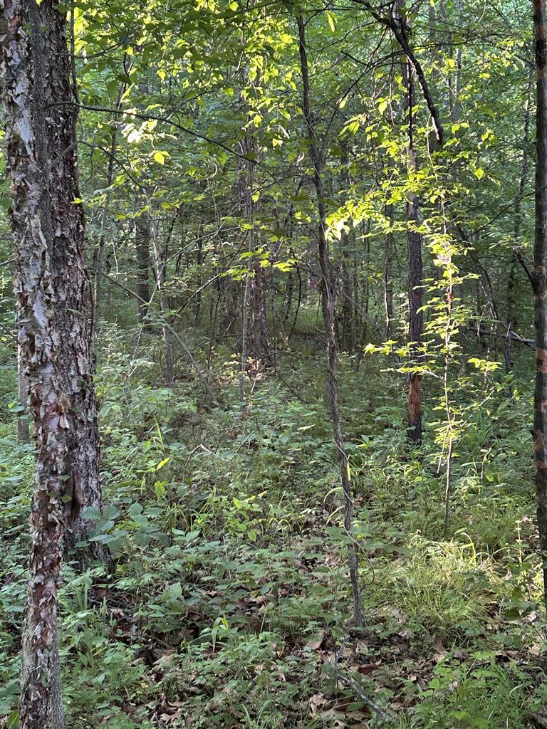 Lees Mill Road Drakes Branch, VA 23937 - Photo 2 of 8 Gallery Image 2