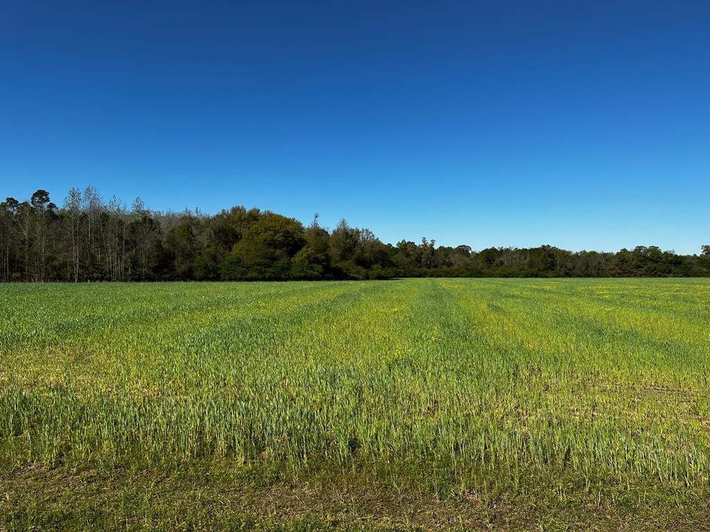 31.5-acres Ramer Loop Cottonwood, AL 36320 - Photo 10 of 13