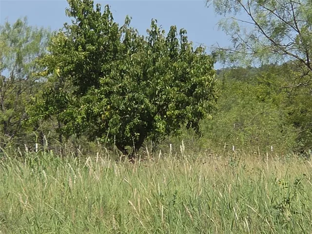 a view of a lush green space and a yard