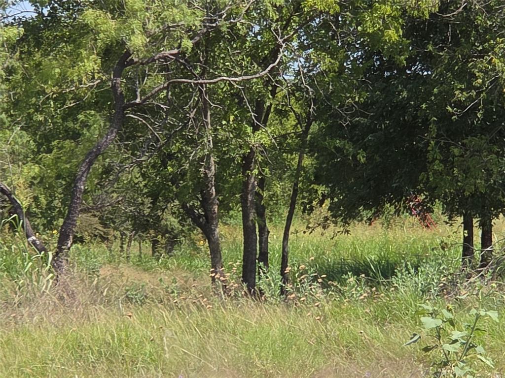 Lot 5-r4 Southwest Lot 5-r4 Sw County Road Corsicana, TX 75110 - Photo 35 of 38 a view of a lush green forest with large trees