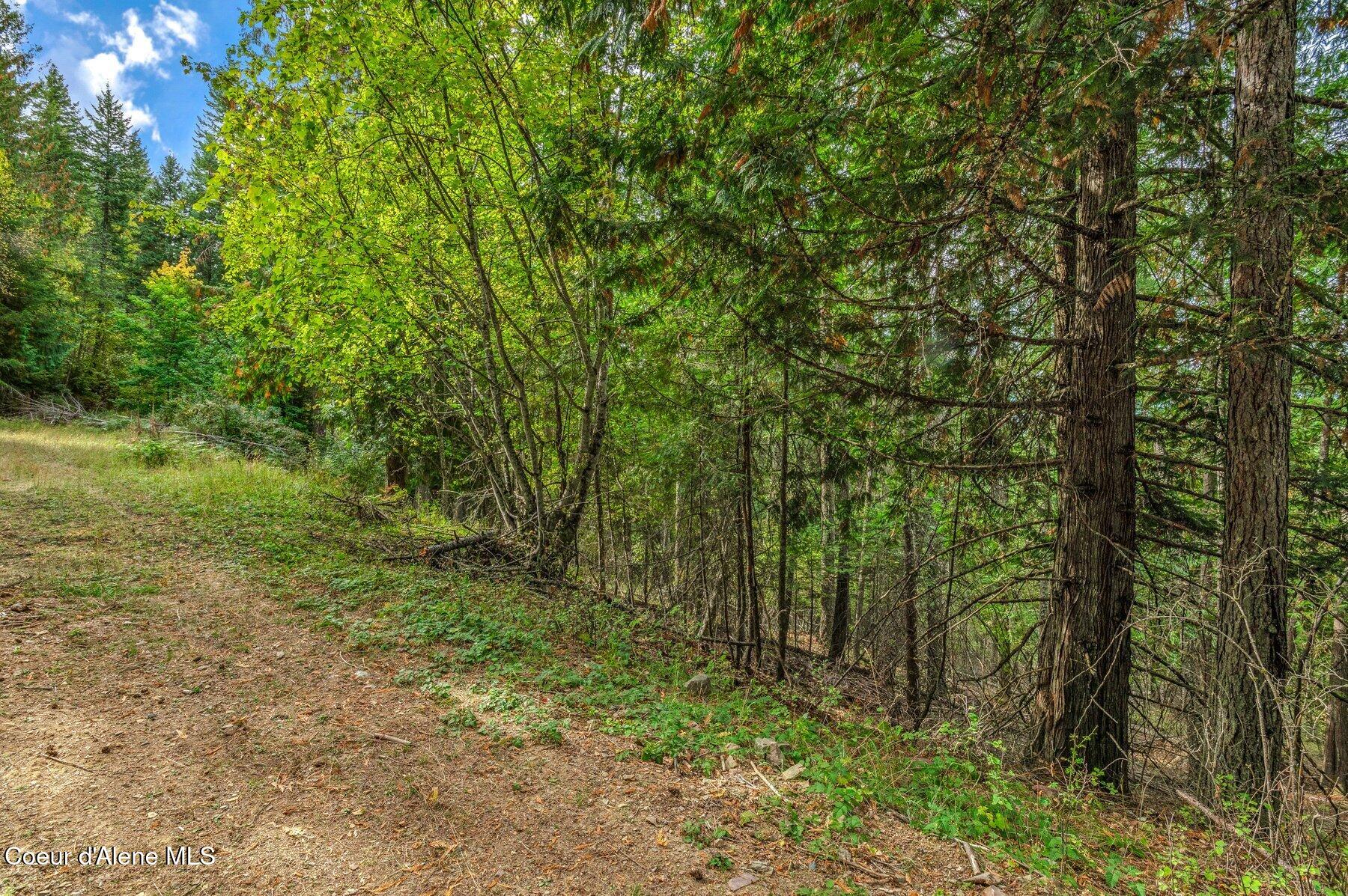 818 Silver Creek Road Clark Fork, ID 83811 - Photo 15 of 45 Beautiful Woods