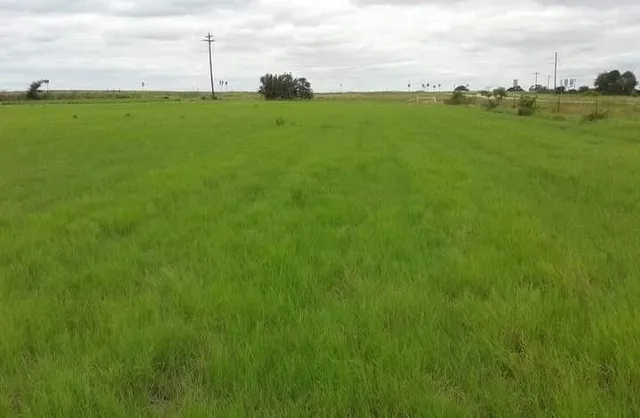 a view of a green field with plants