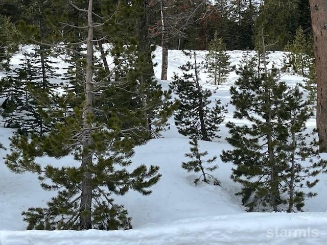 33839 Hawkweed Way Kirkwood, CA 95646 - Photo 6 of 11 a picture of tree