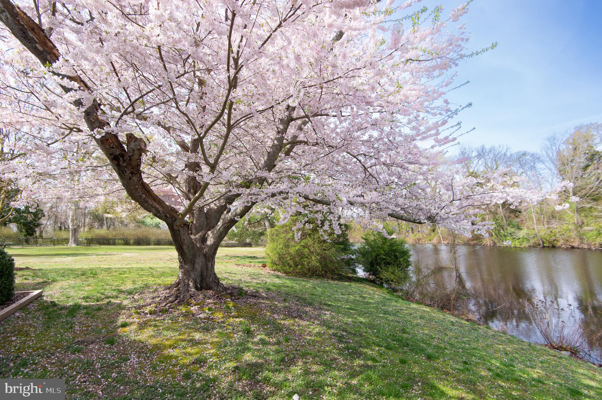 1417 School Street Cambridge, MD 21613 - Photo 68 of 73 a view of a yard with a tree