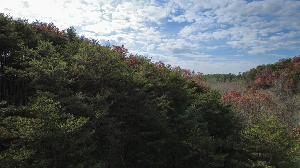 a view of a lot of trees