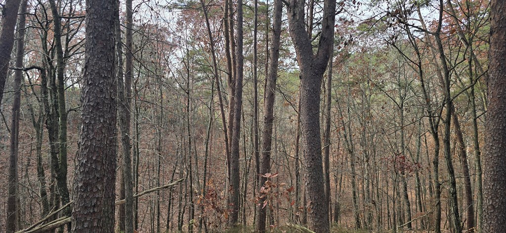 30 Gillespie Road Fairmount, GA 30139 - Photo 6 of 13 a view of outdoor space and garden