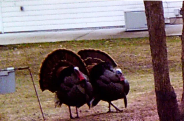 $719,900 | 3211 Ivory Street, Isle, MN 56342