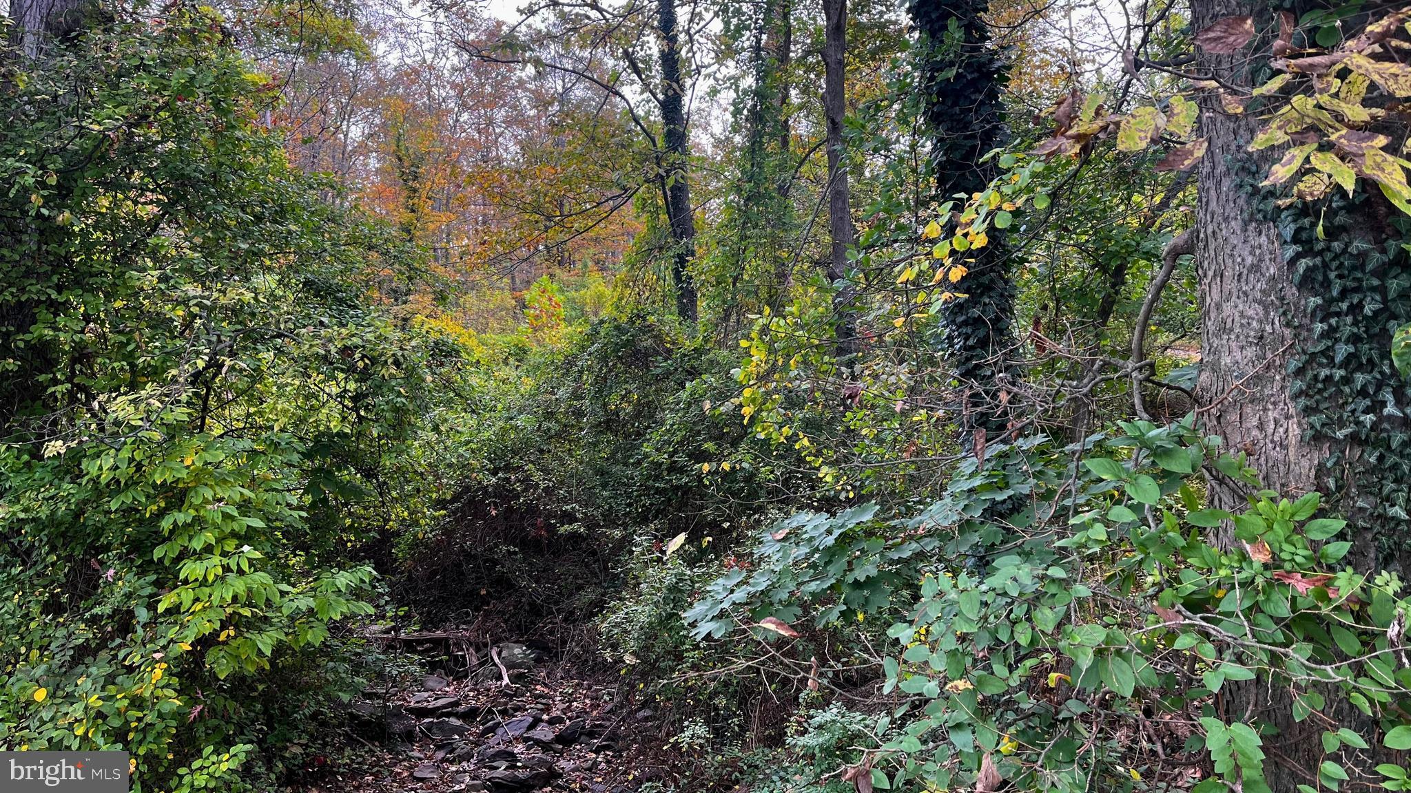 0 Center Hill Road Kintnersville, PA 18930 - Photo 3 of 4 a view of a forest with plants and trees