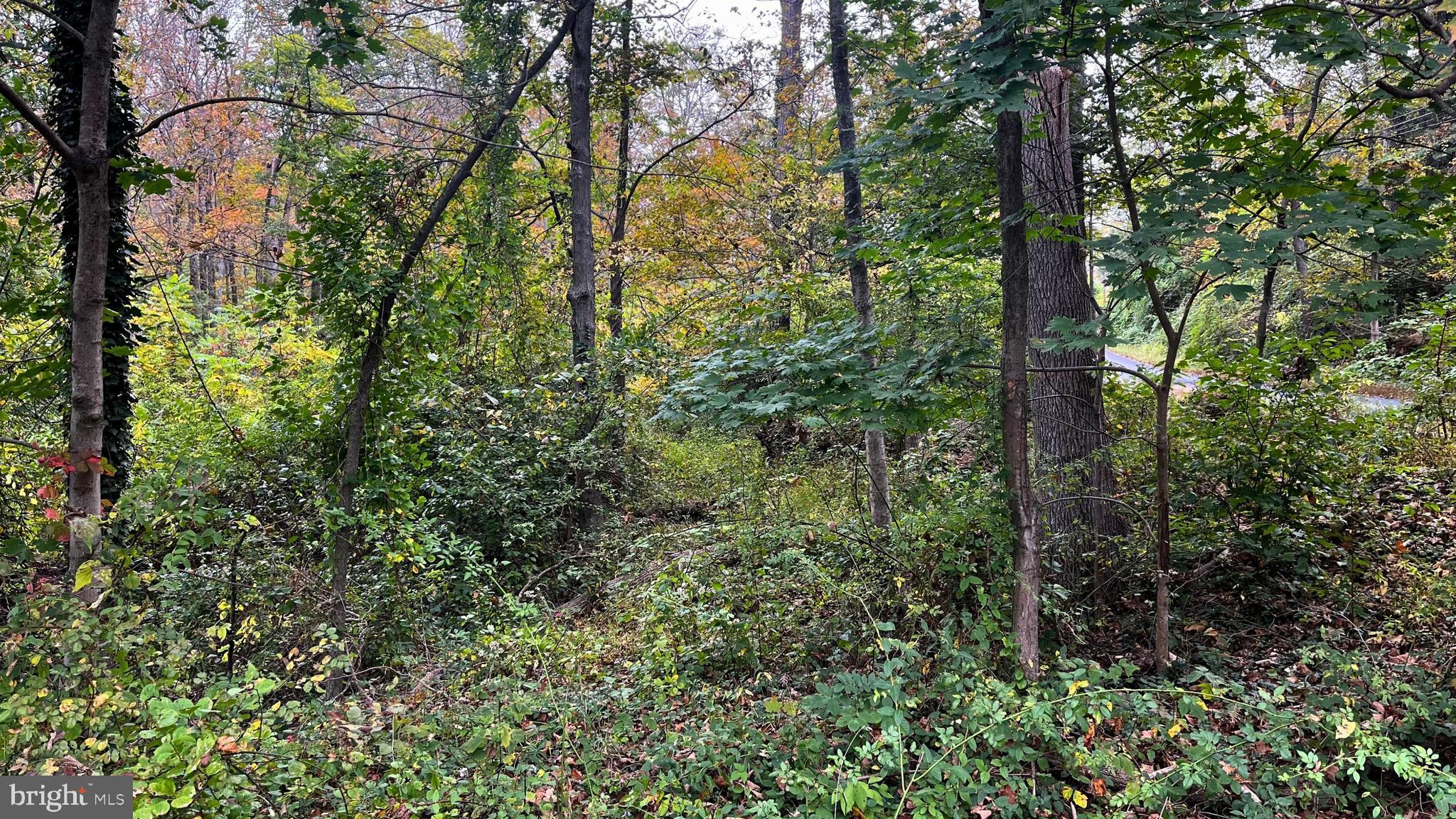0 Center Hill Road Kintnersville, PA 18930 - Photo 4 of 4 a view of a forest