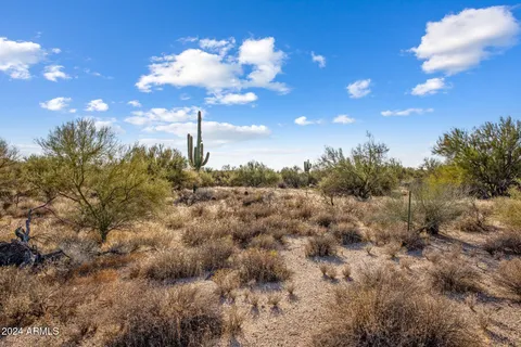 a view of a dry yard with lots of trees