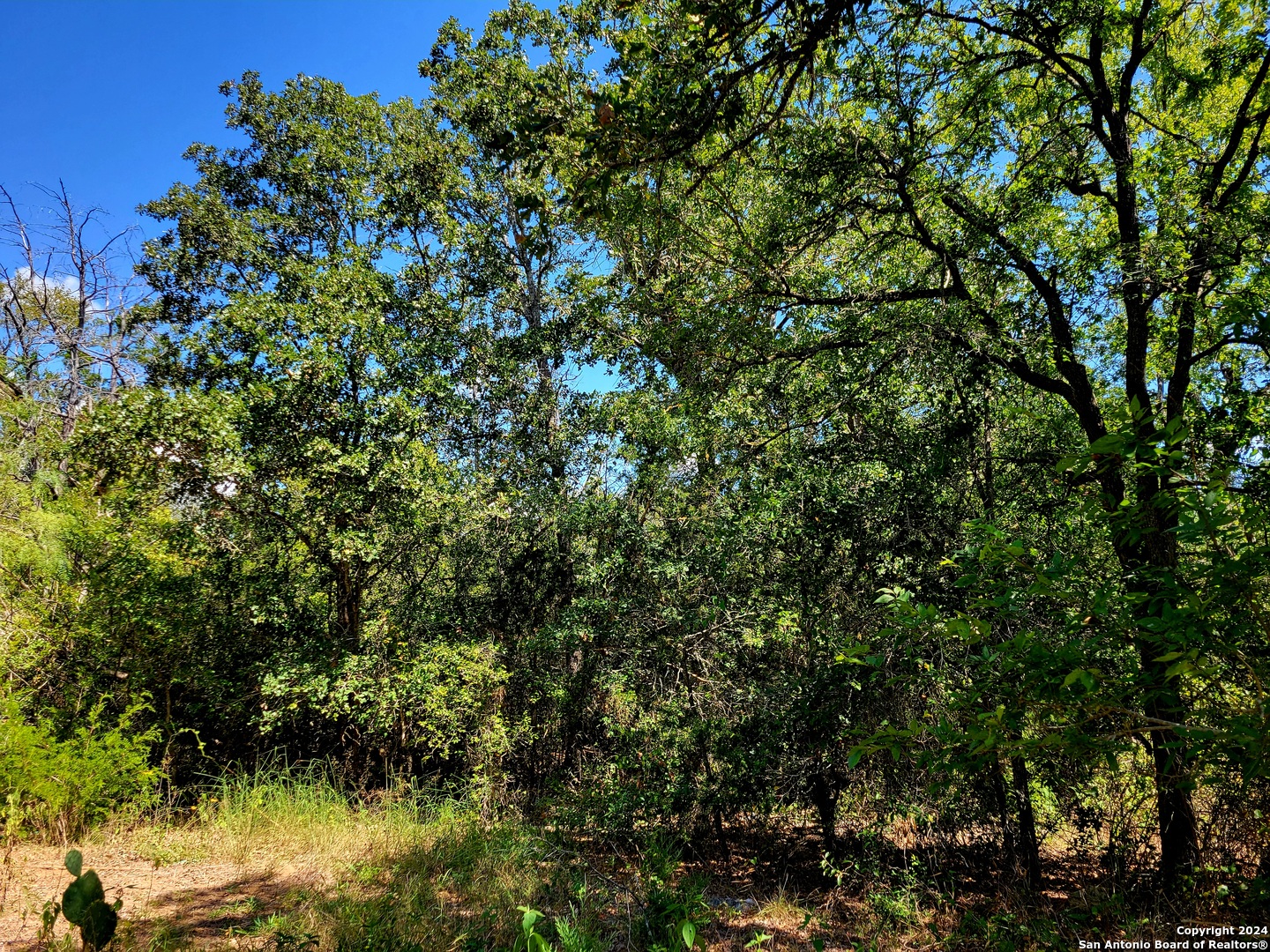 Tbd Tbd Dale Rd Dale Dale, TX 78616 - Photo 11 of 16 a view of a tree with a plant in front of it