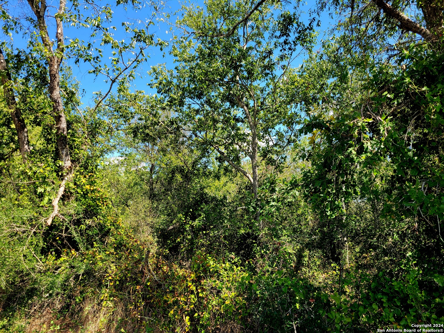 Tbd Tbd Dale Rd Dale Dale, TX 78616 - Photo 12 of 16 a view of a lush green forest