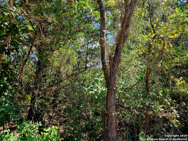 Tbd Tbd Dale Rd Dale Dale, TX 78616 - Photo 2 of 16 a view of forest