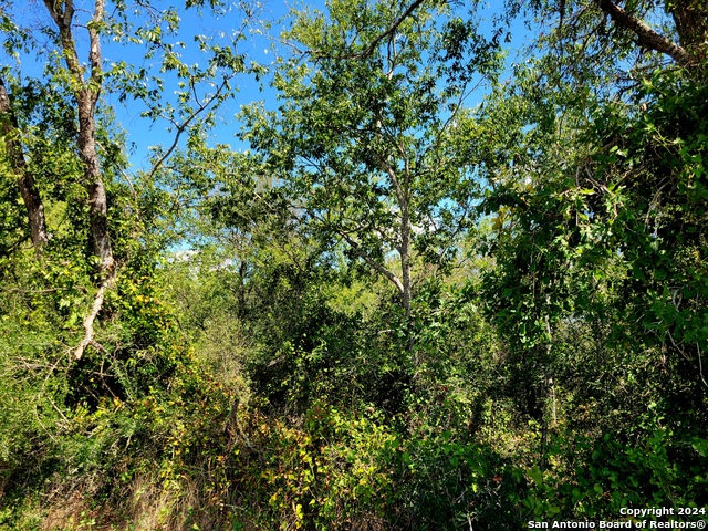 Tbd Tbd Dale Rd Dale Dale, TX 78616 - Photo 3 of 16 a view of a lush green forest