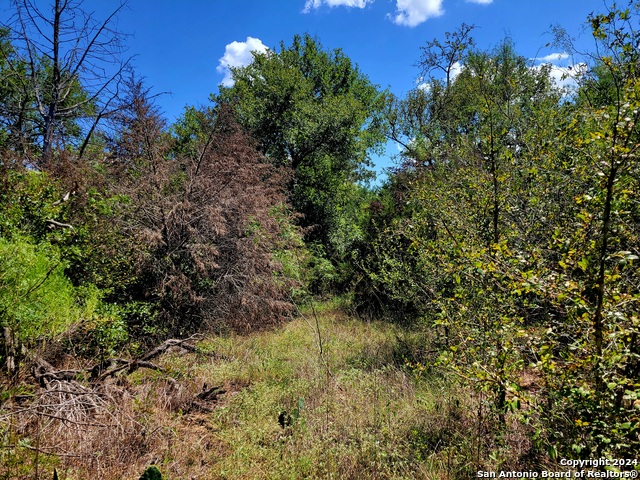 Tbd Tbd Dale Rd Dale Dale, TX 78616 - Photo 4 of 16 a view of a yard