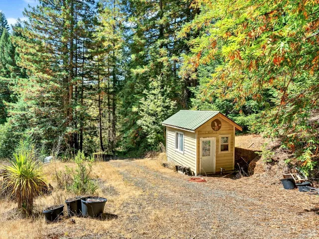 a view of a garden with a plant