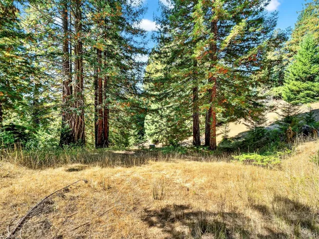 a big yard with lots of green space and plants