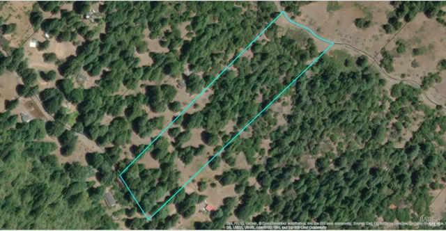 a close up of a plant in a garden