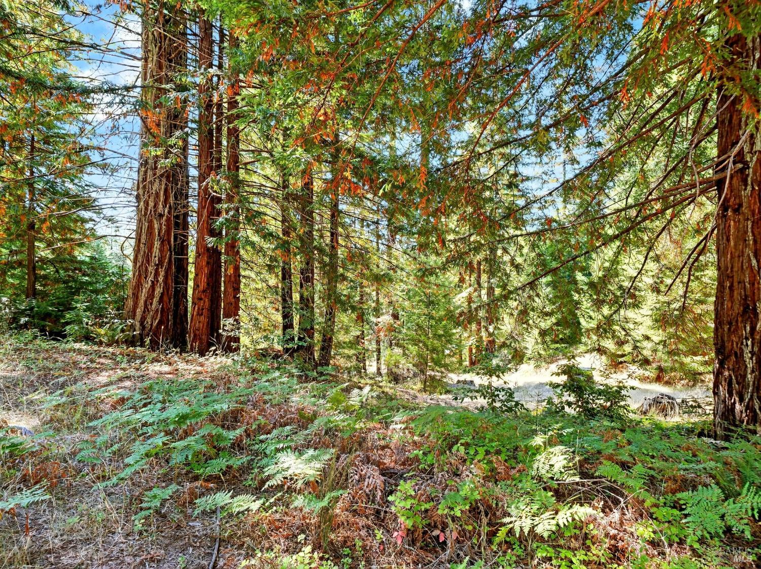 18750 Appian Way Navarro, CA 95463 - Photo 3 of 15 a view of a yard with plants and trees